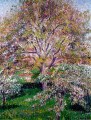 wallnut and apple trees in bloom at eragny Camille Pissarro